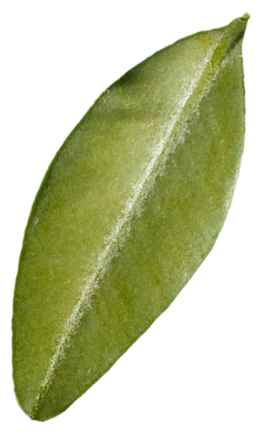 Листья