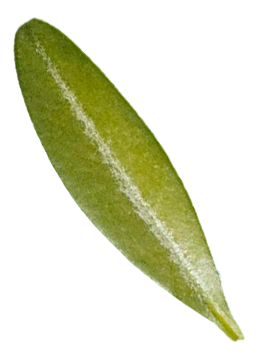 Листья