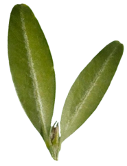 Листья
